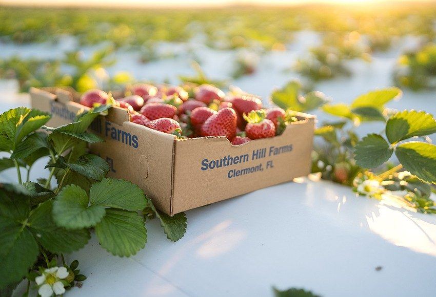Morangos da Southern Hill Farms